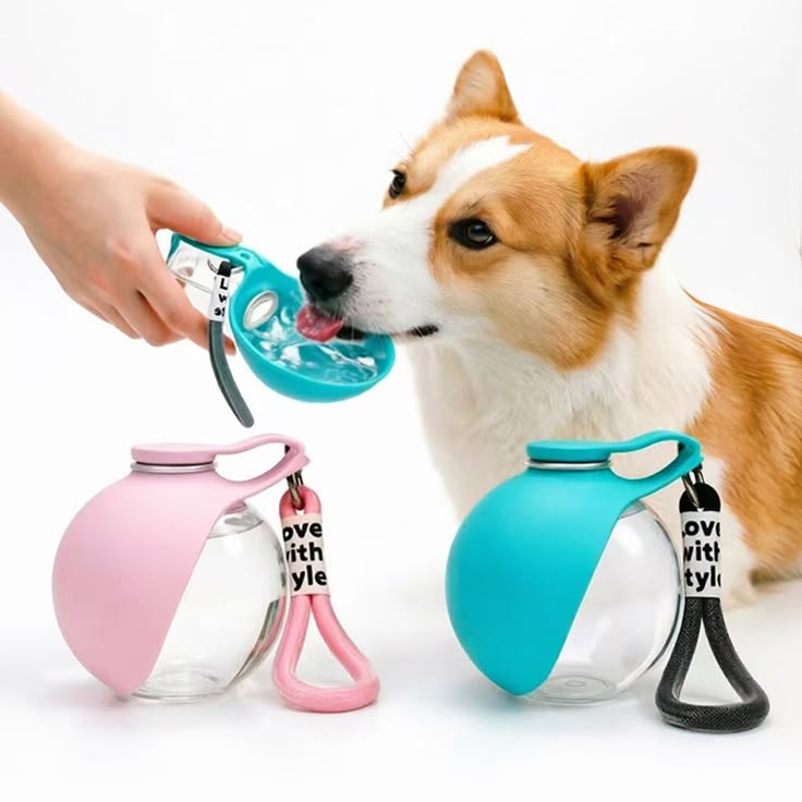 Portable pet water bottle