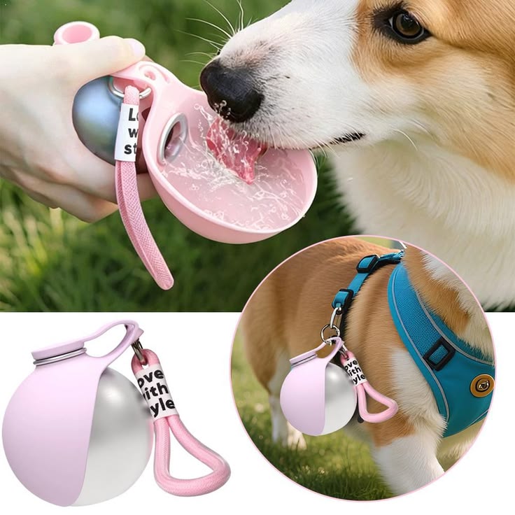 Portable pet water bottle